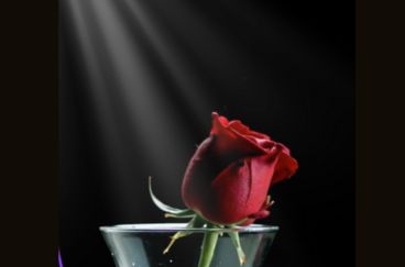 Una rosa roja solitaria en un jarrón, iluminada por un rayo de luz que simboliza la profunda soledad.