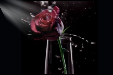 Salpicaduras de agua caen sobre una rosa roja, representando las lágrimas y el dolor emocional.